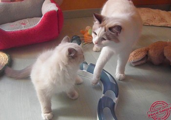 ginger et son chaton - Chatterie Ragdolls du Val de Beauvoir